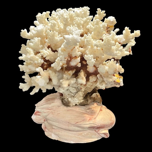 Vintage 1950s Natural Dried Coral Specimen Large Sculpture with Ceramic Base - Picture 2 of 12